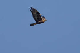 Golden Eagle