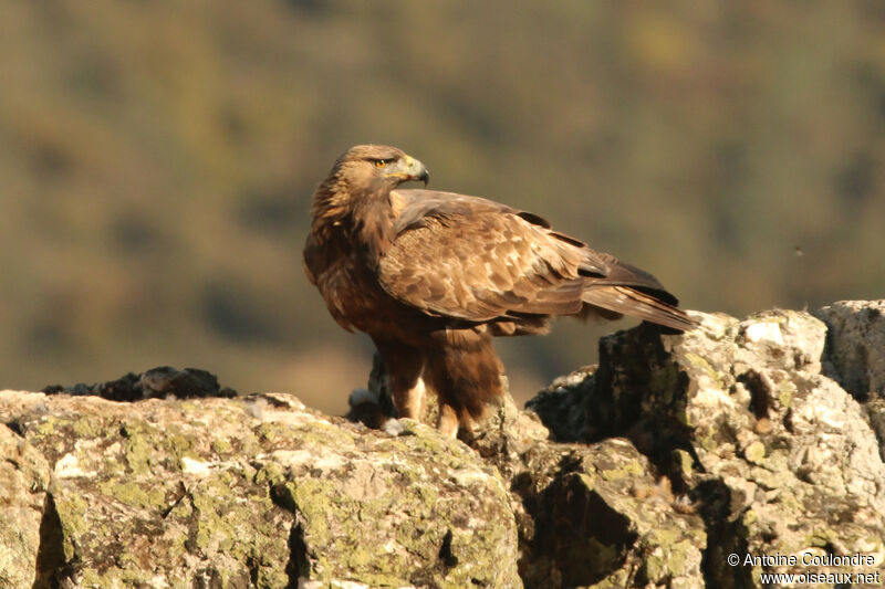 Golden Eagle male adult, eats