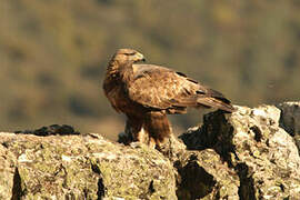 Golden Eagle