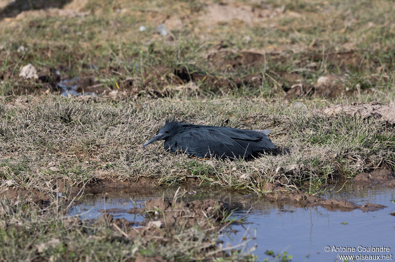 Black Heron female adult