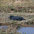 Aigrette ardoisée