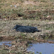 Black Heron