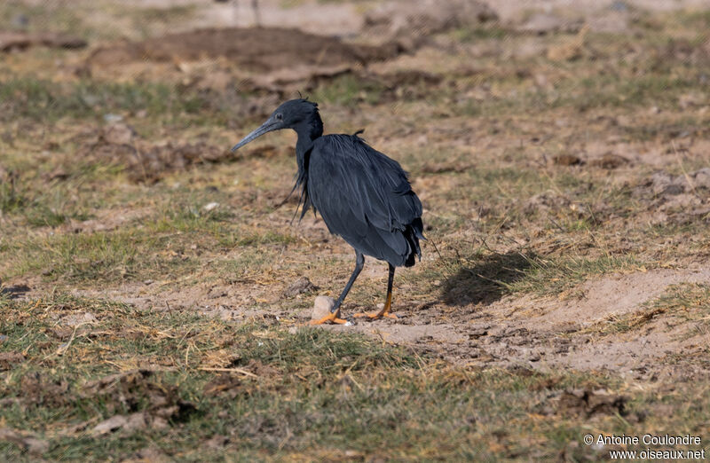 Black Heron female adult