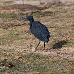 Aigrette ardoisée