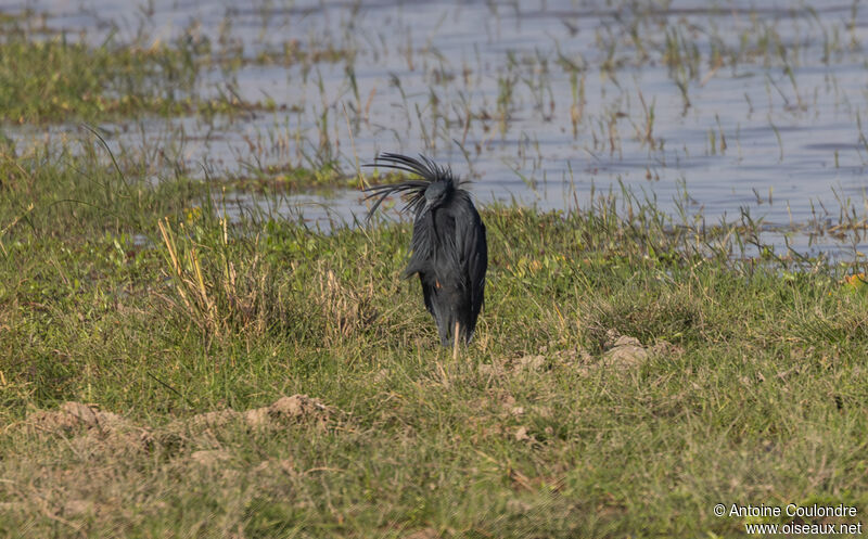 Aigrette ardoiséeadulte