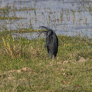 Aigrette ardoisée