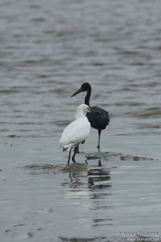 Little Blue Heron