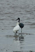 Aigrette bleue