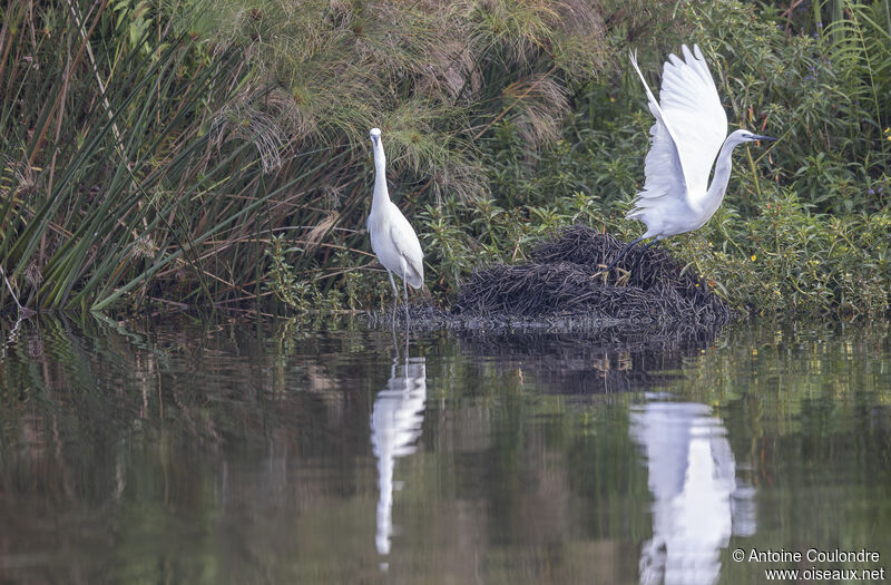 Aigrette garzetteadulte