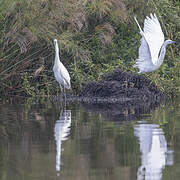 Aigrette garzette