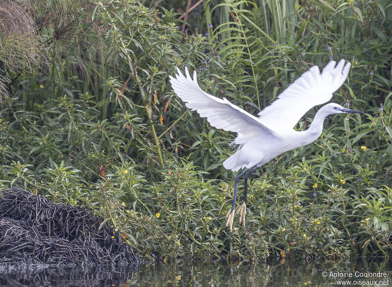 Aigrette garzetteadulte, Vol