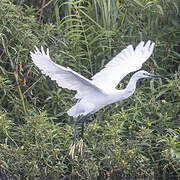 Little Egret