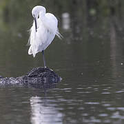 Aigrette garzette