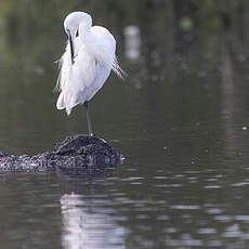 Aigrette garzette