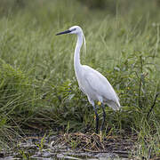 Little Egret