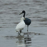 Aigrette neigeuse