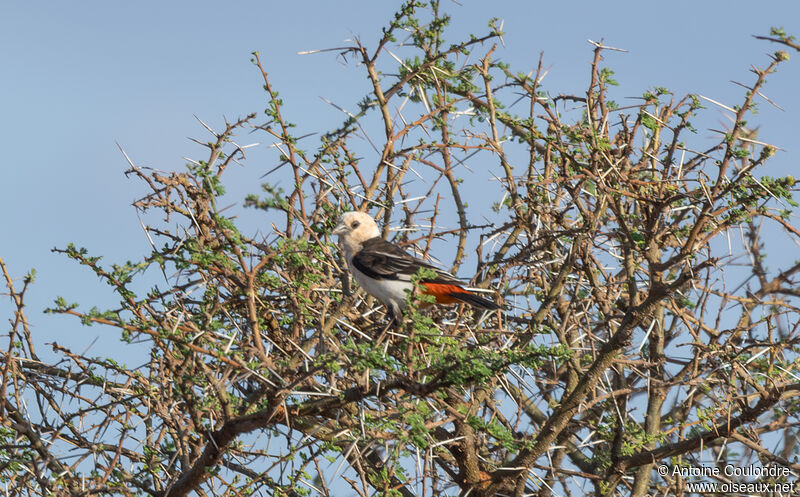 White-headed Buffalo Weaveradult breeding