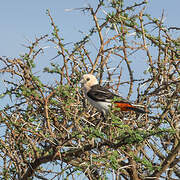 White-headed Buffalo Weaver