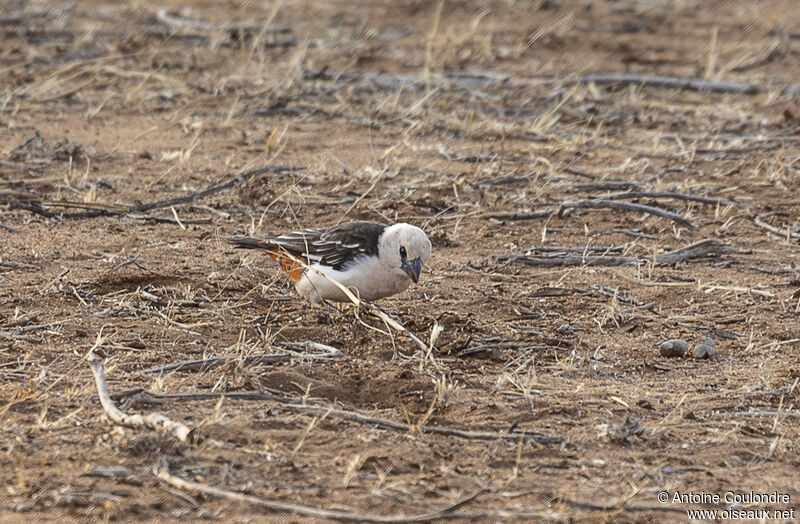 White-headed Buffalo Weaveradult breeding