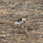 White-headed Buffalo Weaver