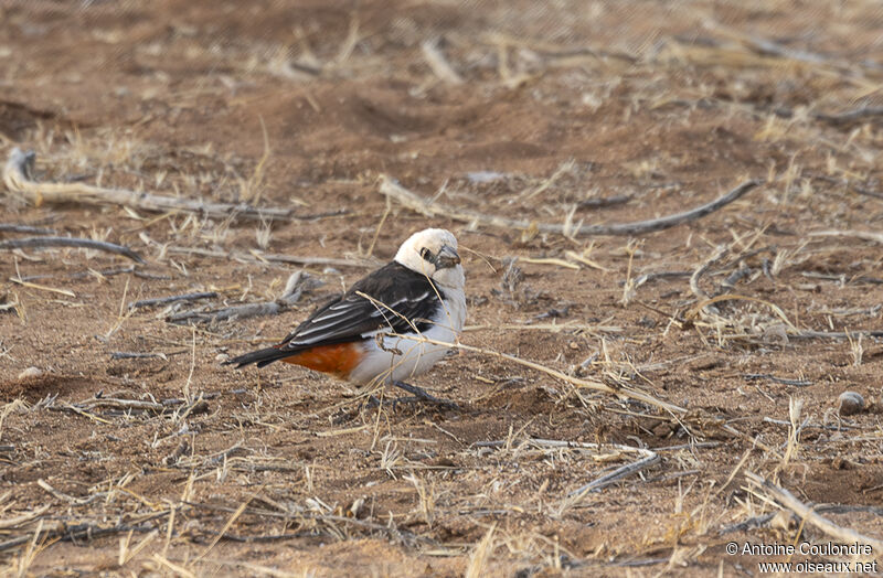 White-headed Buffalo Weaveradult breeding