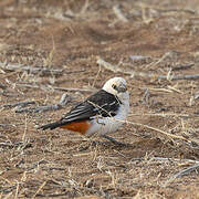 White-headed Buffalo Weaver