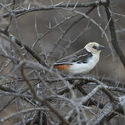 White-headed Buffalo Weaver