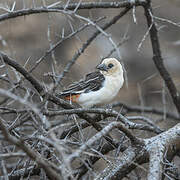 White-headed Buffalo Weaver