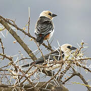 White-headed Buffalo Weaver