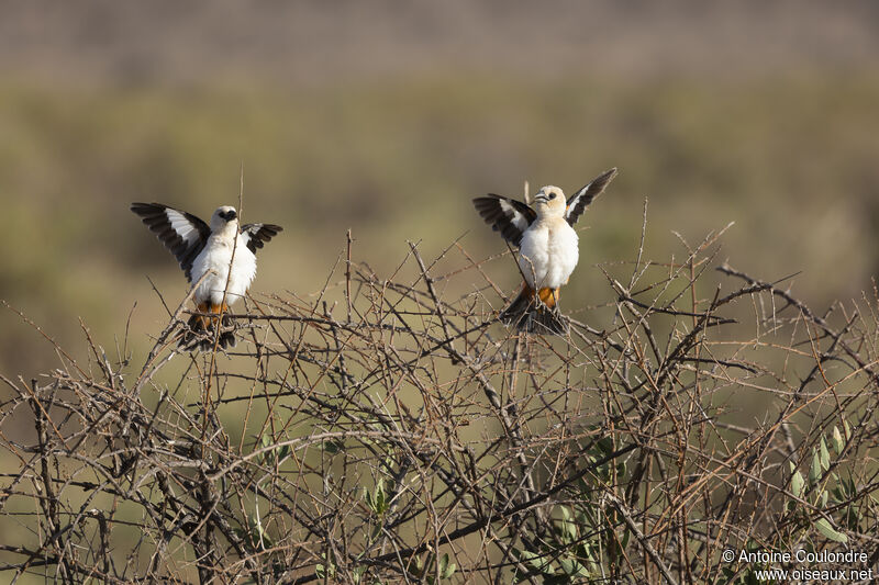 White-headed Buffalo Weaveradult breeding, courting display