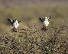 White-headed Buffalo Weaver