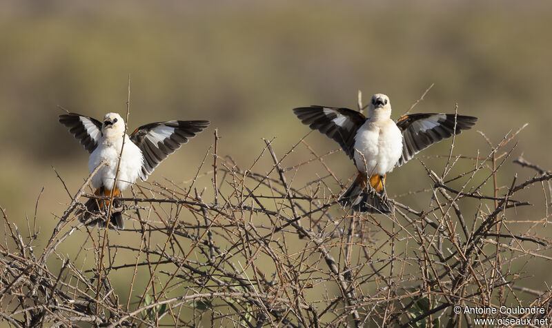 White-headed Buffalo Weaveradult breeding, courting display