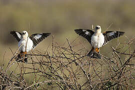 White-headed Buffalo Weaver