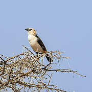 White-headed Buffalo Weaver