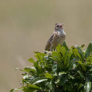 Rufous-naped Lark