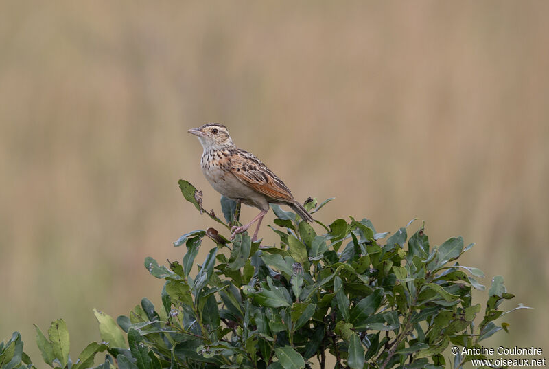 Rufous-naped Larkadult breeding