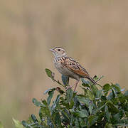 Rufous-naped Lark