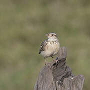 Rufous-naped Lark