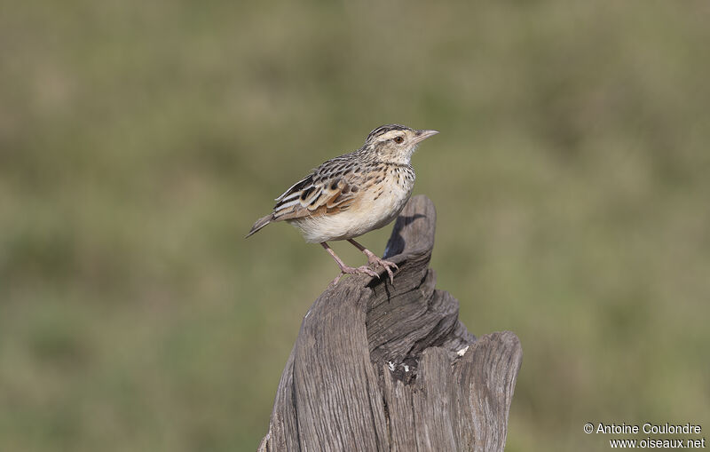 Rufous-naped Larkadult breeding