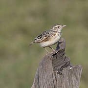 Rufous-naped Lark