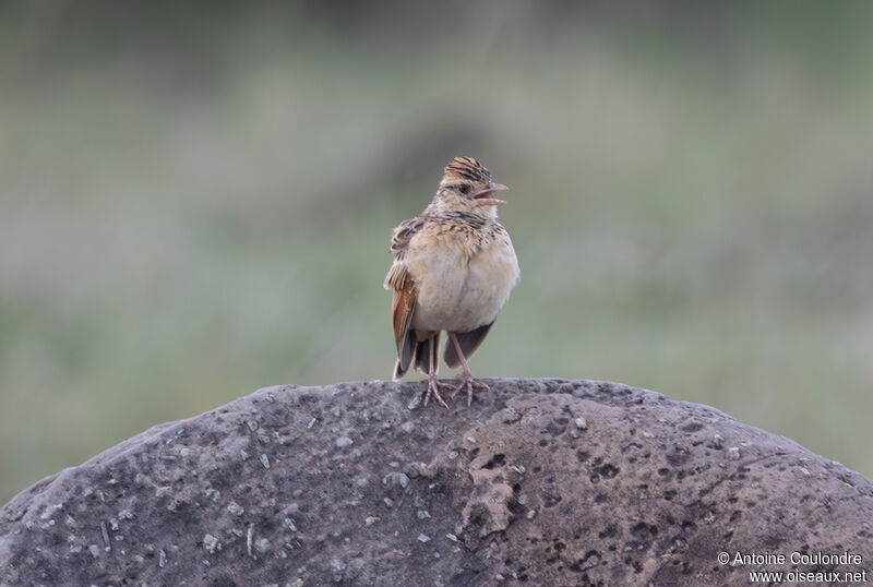 Rufous-naped Larkadult breeding