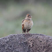 Rufous-naped Lark