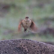 Rufous-naped Lark