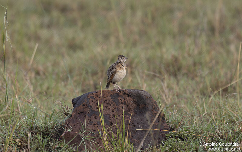 Rufous-naped Larkadult breeding