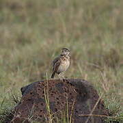 Rufous-naped Lark