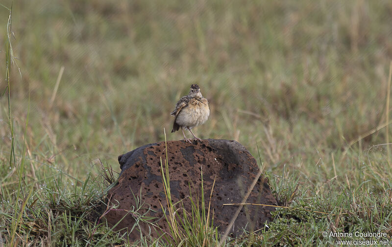 Rufous-naped Larkadult breeding