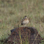 Rufous-naped Lark