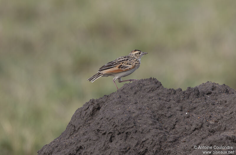 Rufous-naped Larkadult breeding