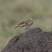 Rufous-naped Lark