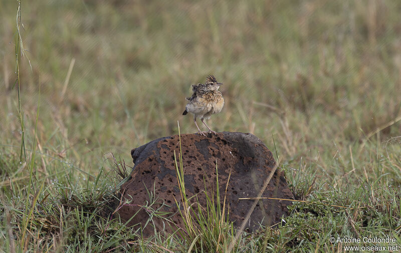 Rufous-naped Larkadult breeding